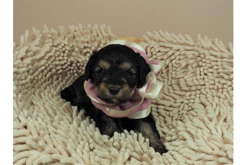 成約済の埼玉県のその他の犬種-112407の2枚目